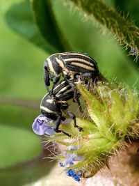 Close-up of bee pollinating flower