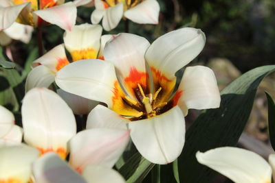 Close-up of white flowering plants