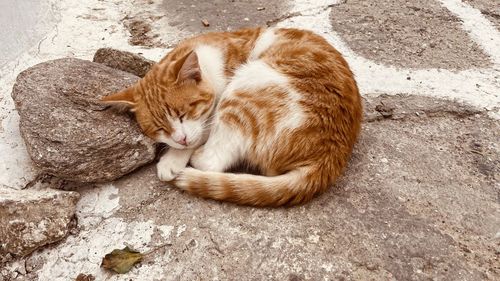 Close-up of cat taking a nap in an alley in mykonos, greece. 
