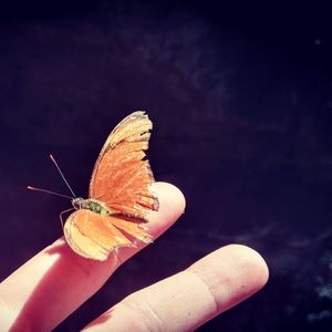 Close-up of hand holding butterfly