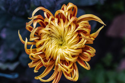 Close-up of wilted flower against blurred background