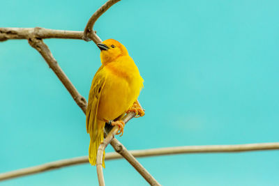 Taveta golden weaver bird on branch