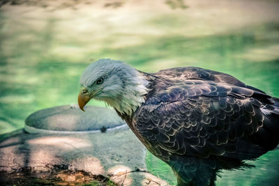 Close-up side view of an eagle