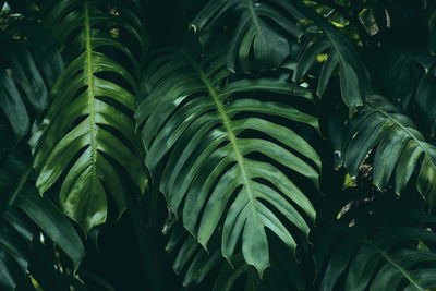 Tropical foliage, dark green nature background