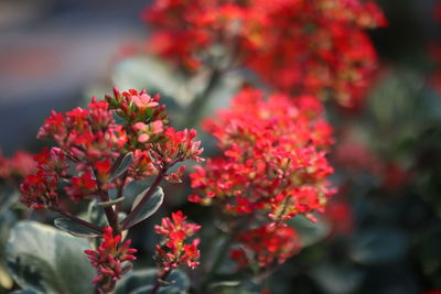 Close-up of red flowering plant