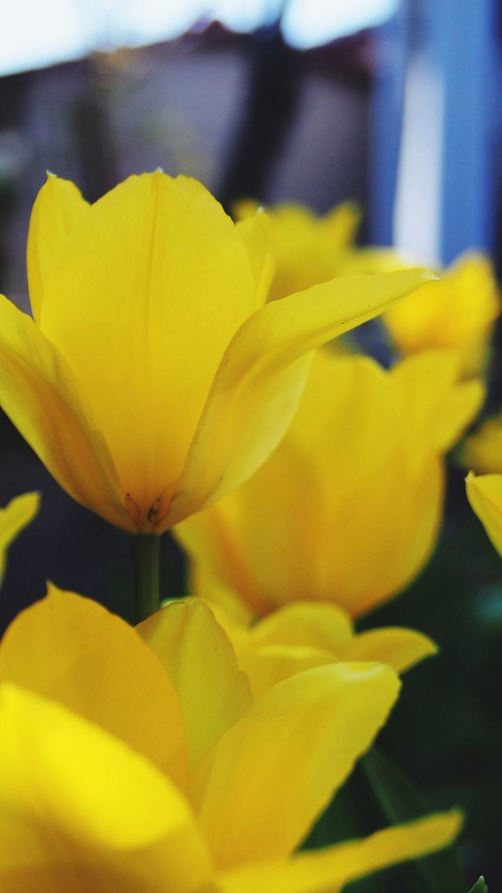 yellow, flower, petal, flower head, fragility, focus on foreground, close-up, freshness, beauty in nature, growth, selective focus, blooming, nature, plant, day, vibrant color, no people, outdoors, in bloom, park - man made space