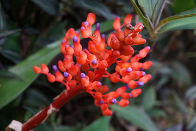 Close-up of red flowering plant