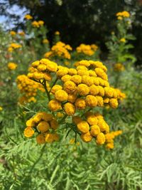 Close-up of yellow flowering plant