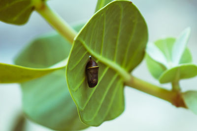 Close-up of insect on leaf