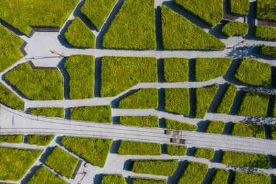 High angle view of plants growing on field