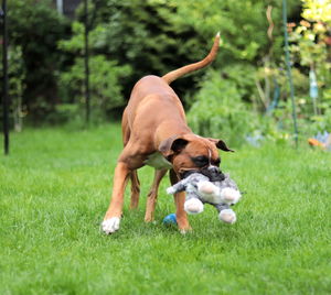 Dog playing on field