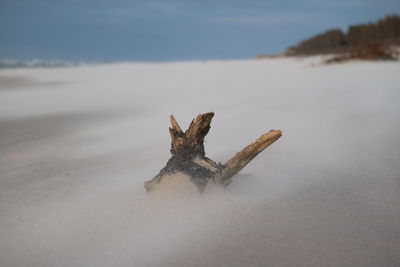 Close-up of driftwood on sand