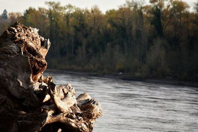 Close-up of tree by river against sky