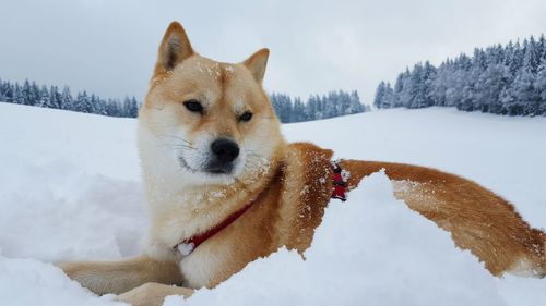 Shiba inu relaxing on snow covered field