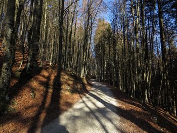 Road passing through forest