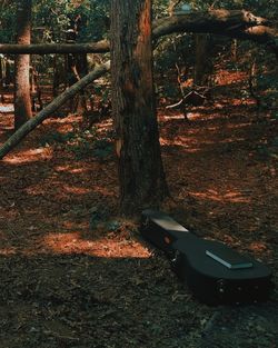 Trees on field in forest during autumn