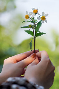 Close-up of hand holding flowering plant