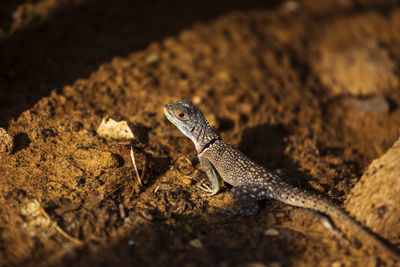 Close-up of lizard on rock