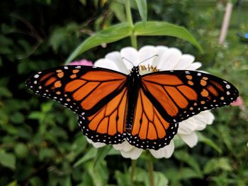 Close-up of butterfly pollinating on flower