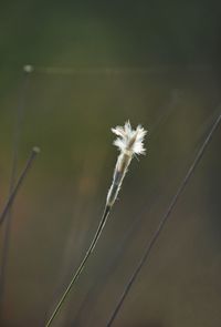 Close-up of dandelion flower