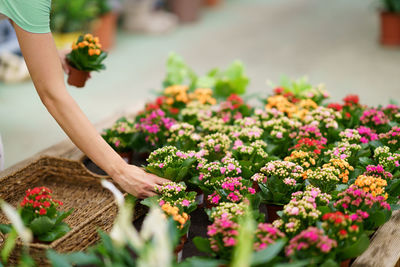Midsection of woman picking flowers