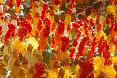 Full frame shot of multi colored flowering plants