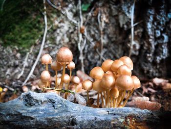 Close-up of mushrooms growing on land