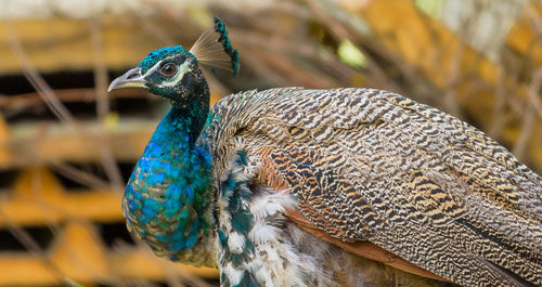 Close-up of peacock