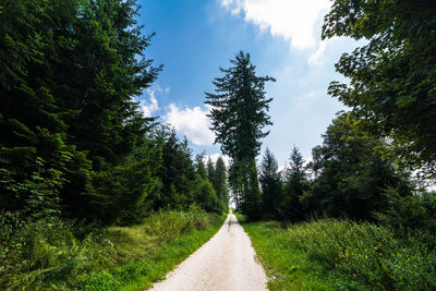 Empty road amidst trees against sky