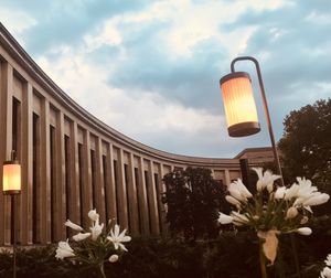Low angle view of flowering plants against cloudy sky