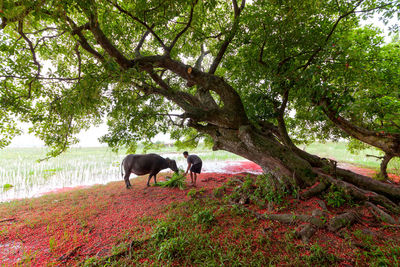 Horses standing in a field