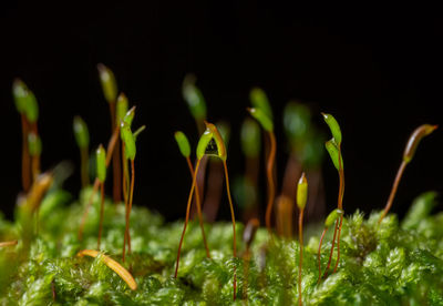 Close-up of plants growing on field