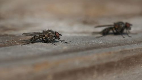 Close-up of fly
