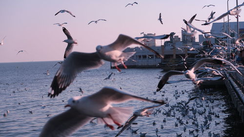 Seagulls flying over the lake