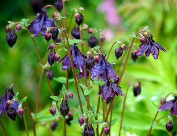 Close-up of wet flower plants