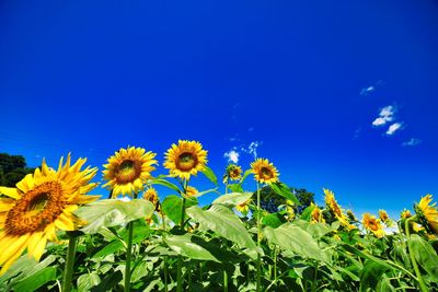 Low angle view of sunflower against blue sky