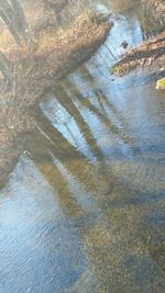 Reflection of trees in water