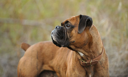 Close-up of dog