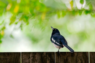 Oriental magpie-robin perching on wooden fence