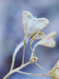 Close-up of wilted flower