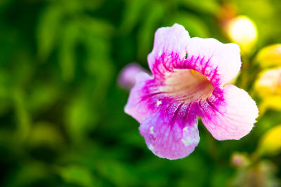 Close-up of purple flower blooming outdoors