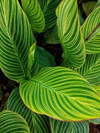 Full frame shot of palm leaves