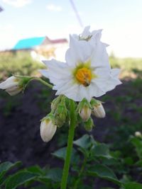 Close-up of white flowers blooming outdoors