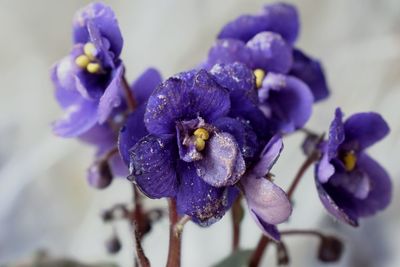 Close-up of purple flowers