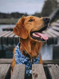 Close-up of a dog looking away