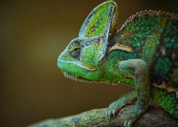 Close-up of lizard on tree