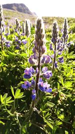 Close-up of purple flowers blooming in field