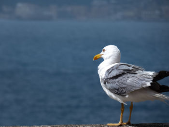 Close-up of seagull perching on a sea