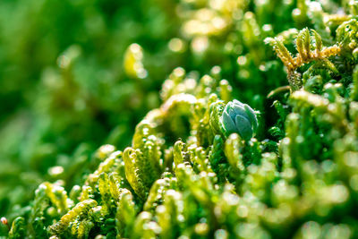 Macro of the green fresh moss