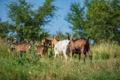 View of goats in field